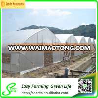 Multispan Tunnel Greenhouse for flower