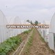 Tomato Greenhouse Hoops for Sale with Irrigation System