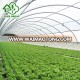 Factory directly sale commercial poly tunnel greenhouse