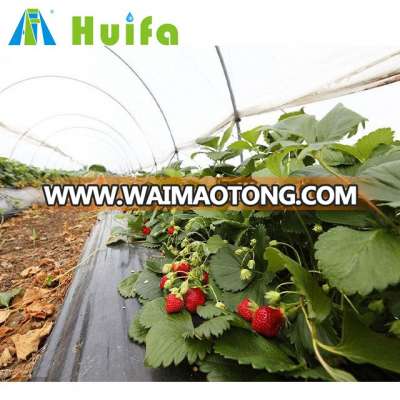 Single span sides vent Farm Agriculture greenhouse for strawberry