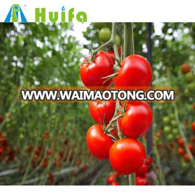 PE Single-Span Agricultural Tomato GreenHouse