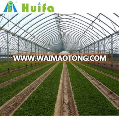 Multi Span Greenhouse